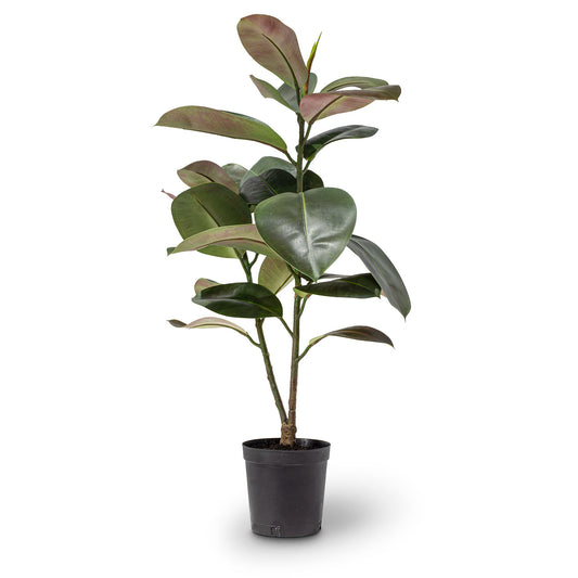 Gummibaum Ficus - Kunstpflanze