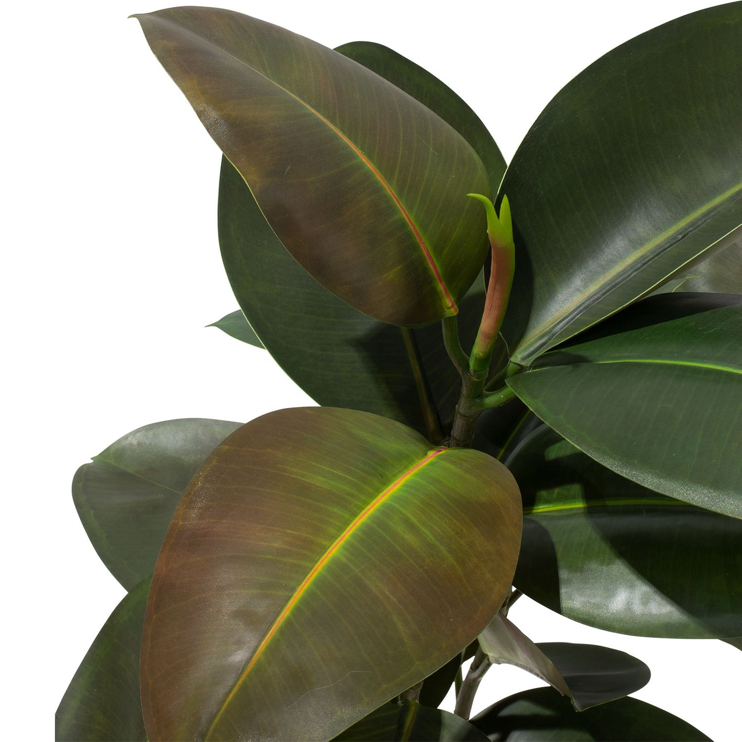 Gummibaum Ficus - Kunstpflanze