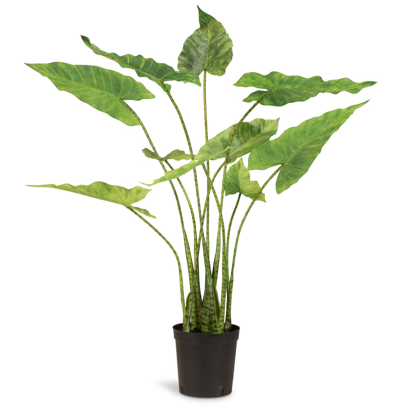 Zebra Elefantenohr - Kunstpflanze