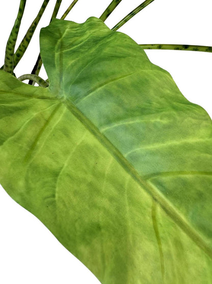 Zebra Elefantenohr - Kunstpflanze