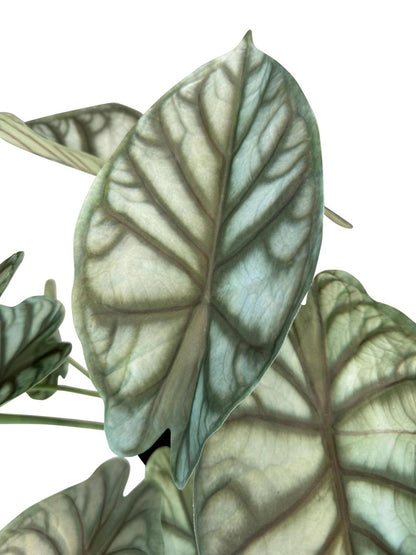 Elefantenohr - Kunstpflanze