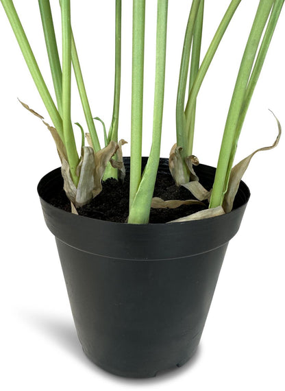 Elefantenohr - Kunstpflanze