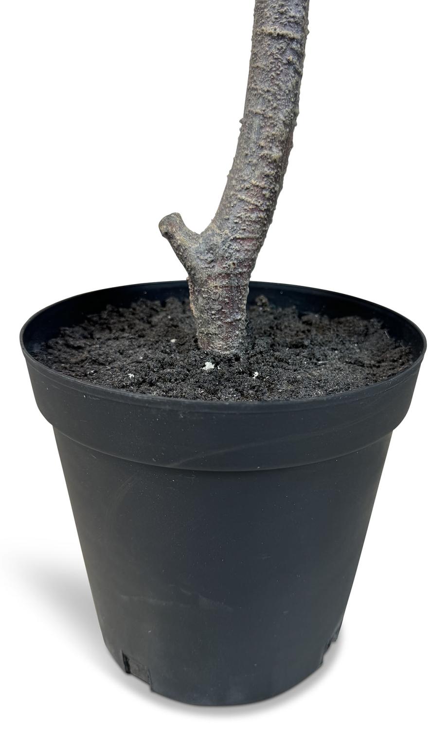 Geigenfeigenbaum Ficus - Kunstpflanze