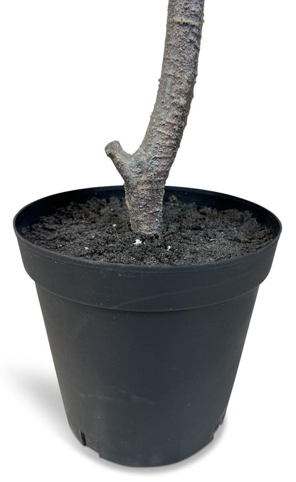 Geigenfeigenbaum Ficus - Kunstpflanze