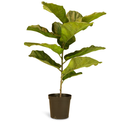 Geigenfeige Ficus