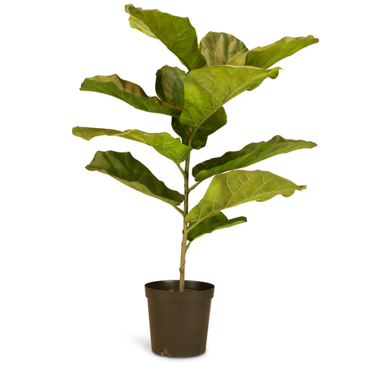 Geigenfeige Ficus