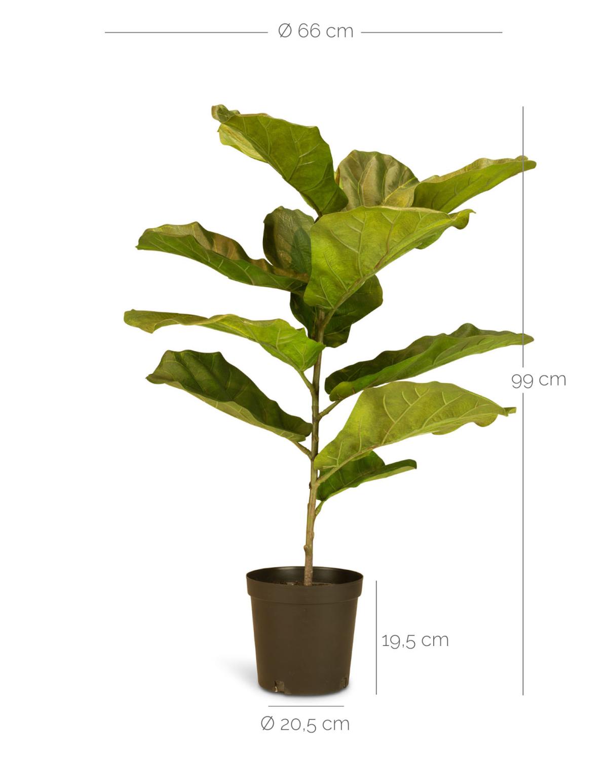 Geigenfeige Ficus