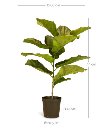 Geigenfeige Ficus
