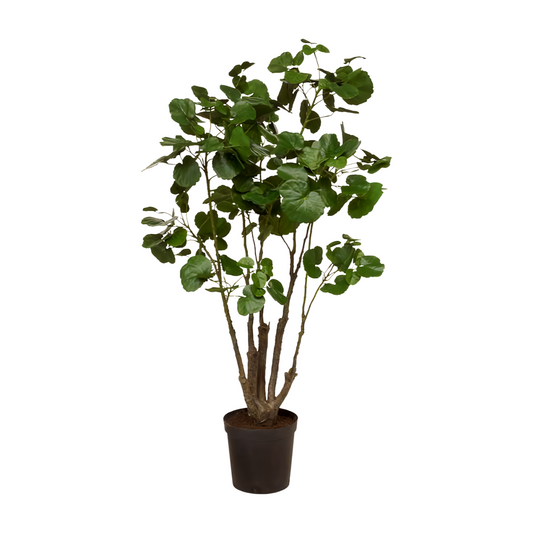 Fiederaralie - Kunstpflanze