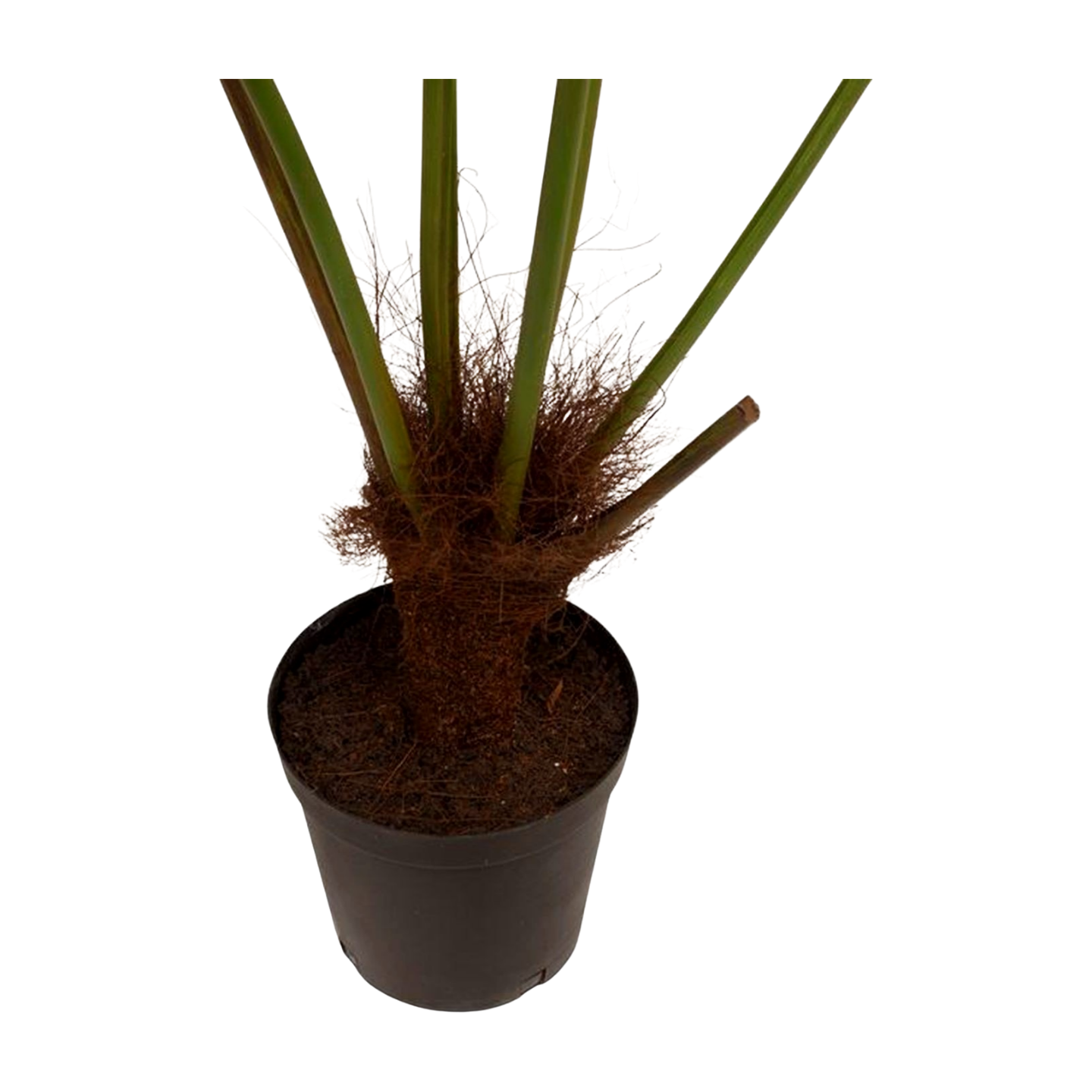 Fächerpalme - Kunstpflanze